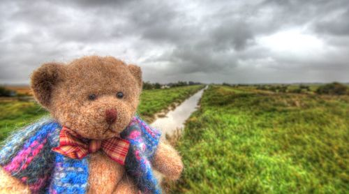 Portrait of sheep on field