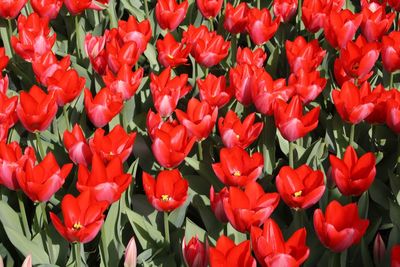 Full frame shot of red tulips
