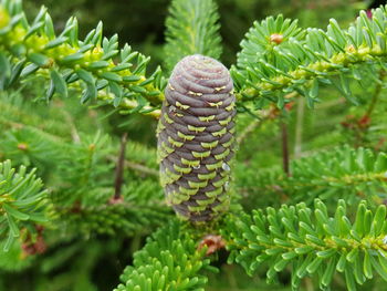 Close-up of pine cone on tree