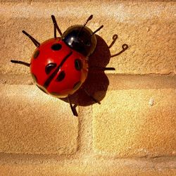 Close-up of ladybug on wall