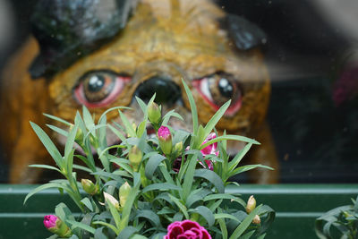 Pink flowers blooming outdoors against dog sculpture