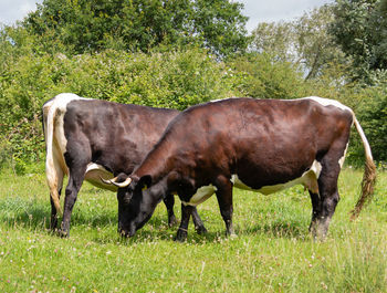 Horse grazing in a field