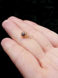 Close-up of snail on hand