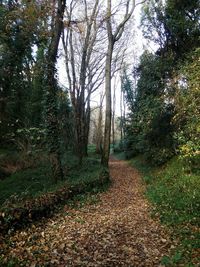 Dirt road passing through forest