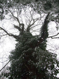 Low angle view of tree in forest