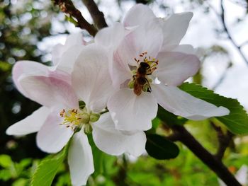 Close-up of bee on white cherry blossom