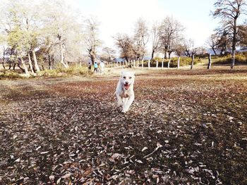 Dog running on field during autumn