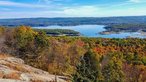 Plants by sea against sky