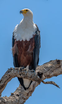 African fish eagle, haliaeetus vocifer, perched on dead branch, botswana kopie