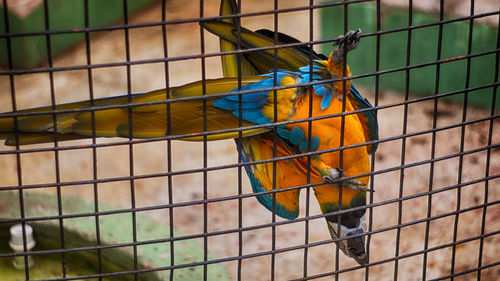 Close-up of bird in cage