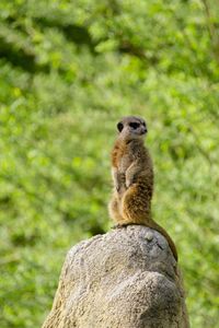 Monkey sitting on rock