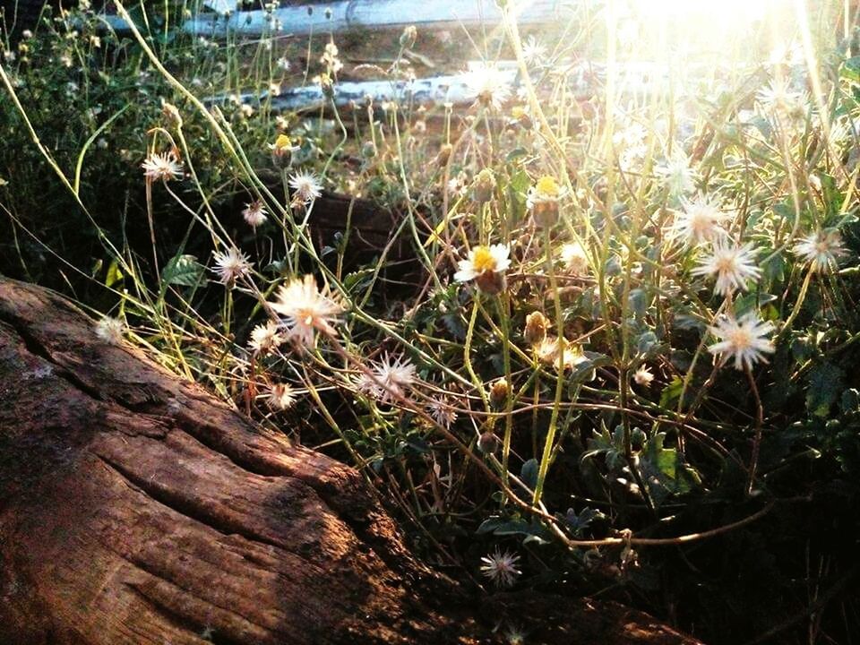 growth, flower, plant, freshness, fragility, nature, beauty in nature, field, white color, uncultivated, close-up, growing, stem, petal, blooming, day, outdoors, sunlight, high angle view, grass