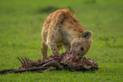 Spotted hyena feeds on wildebeest in grassland