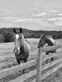 Horses in meadow