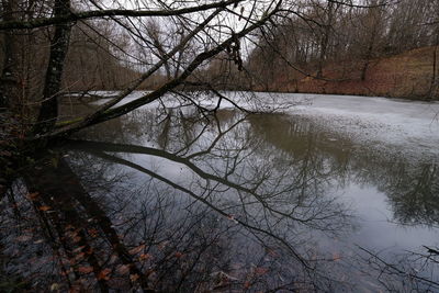 Bare tree by river in forest during winter