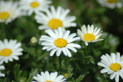 Close-up of daisy flowers