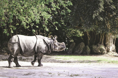 Rhinoceros walking in forest