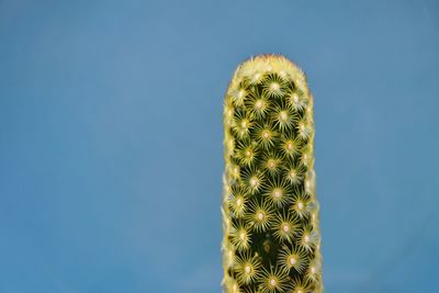 Low angle view of cactus against blue sky