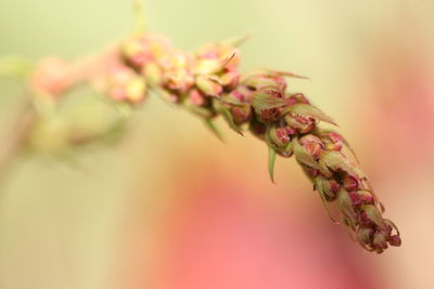 Close-up of pink flowering plant