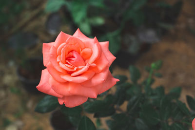 Close-up of yellow rose