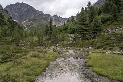 Scenic view of river stream amidst trees against sky