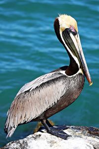 Close-up of a bird