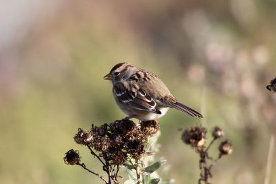 Close-up of bird perching on a branch