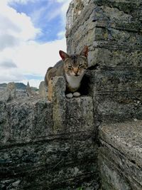 Portrait of cat on retaining wall against sky