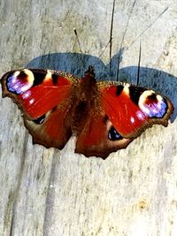 Close-up of butterfly on leaf