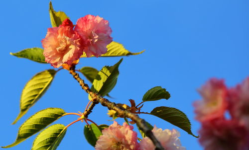 Low angle view of pink hibiscus blooming against sky