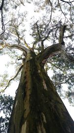 Low angle view of tree against sky