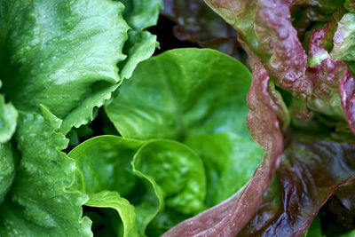 Close-up of raindrops on leaves