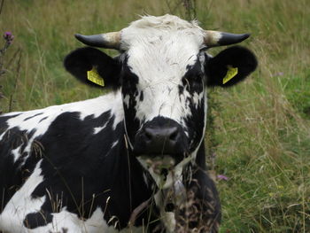 Portrait of a cow