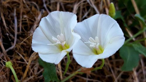 Close-up of white flower blooming outdoors