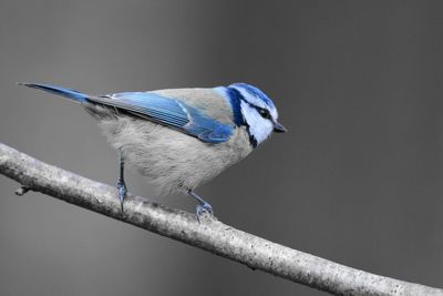 Close-up of tit against blue sky