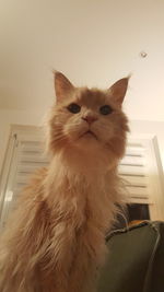 Portrait of cat sitting at home