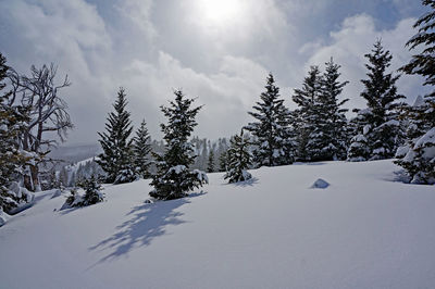 Pine trees on snow covered land against sky