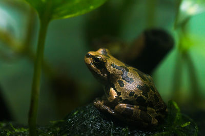 Close-up of frog on rock