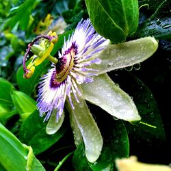 Close-up of wet purple flowering plant