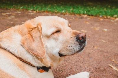 Close-up of a dog looking away