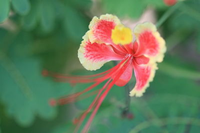 Close-up of pink flower