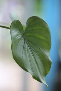 Close-up of green leaf