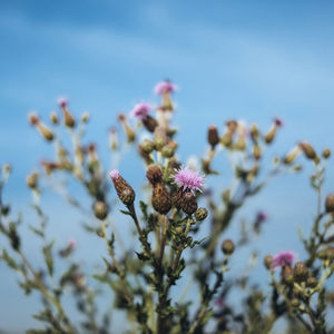 Low angle view of flowering plant