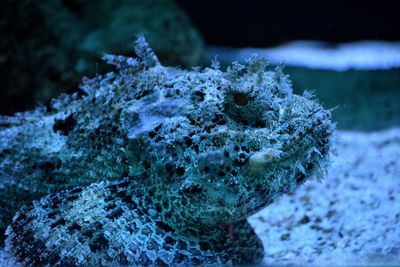 Close-up of fish swimming undersea