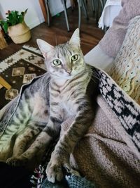 Close-up of cat sitting on bed at home