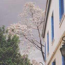 Low angle view of flowers against sky