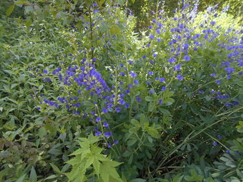 plant