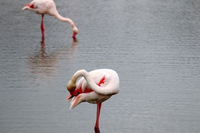 Flamingos in camargue 