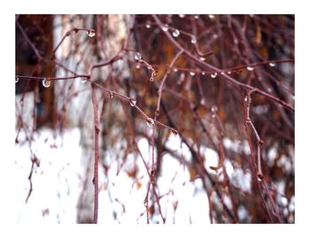 Close-up of snow on tree during winter