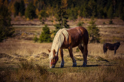 Grazing horse on alpine pasture in the autumn